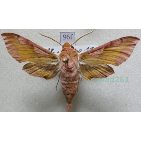 Deilephila porcellus (Linnaeus, 1758) Zmrocznik pazik Slovakia96f